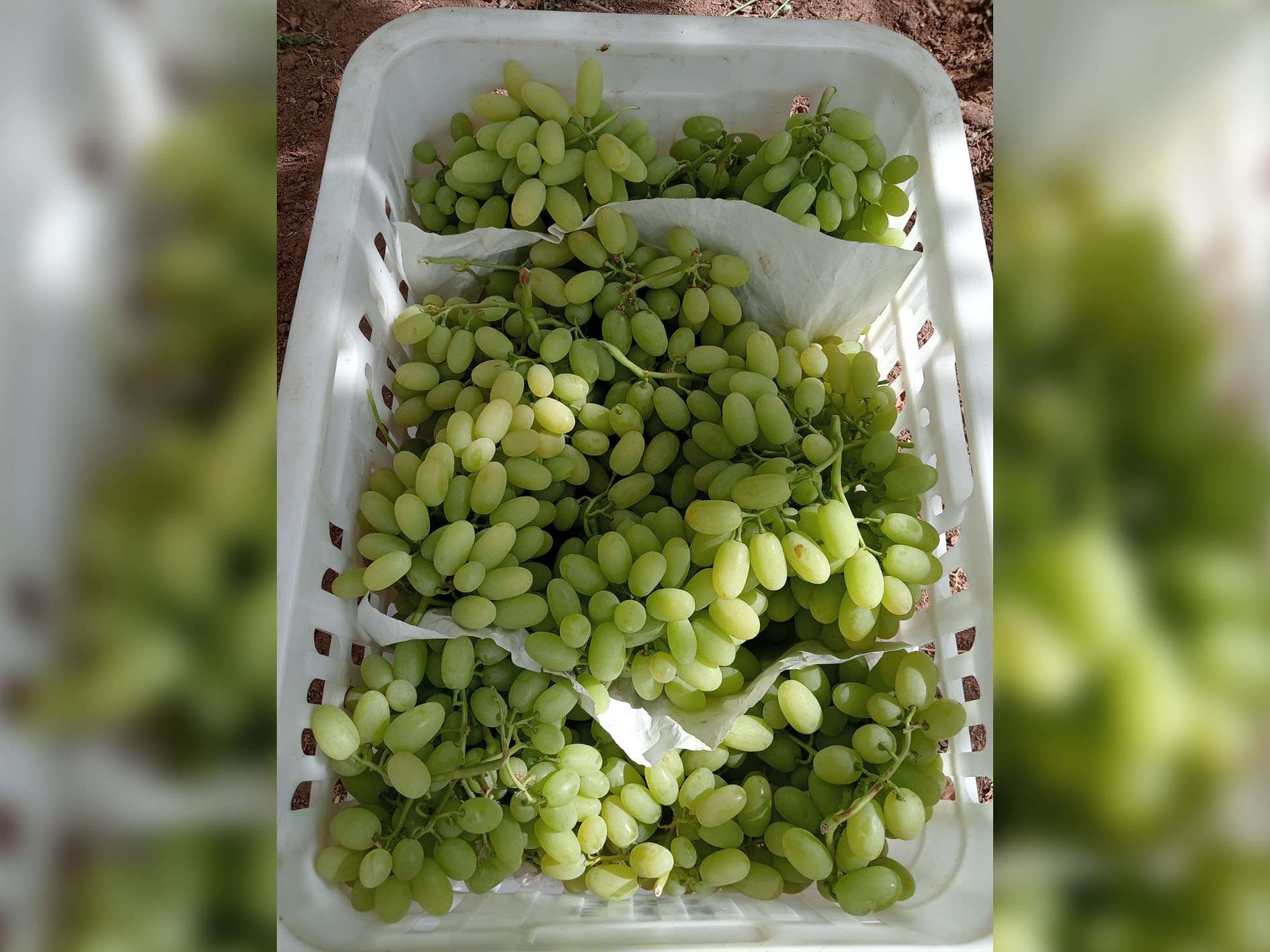 ARRA Sugar Drop - Elite Harvest Maroc