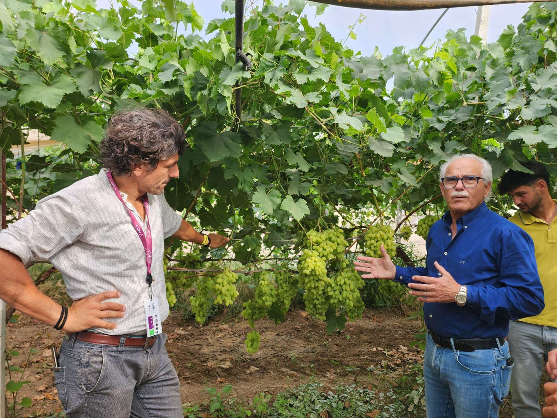 Grape Exhibition 2024 - local growers visiting ARRA Sugar Drop