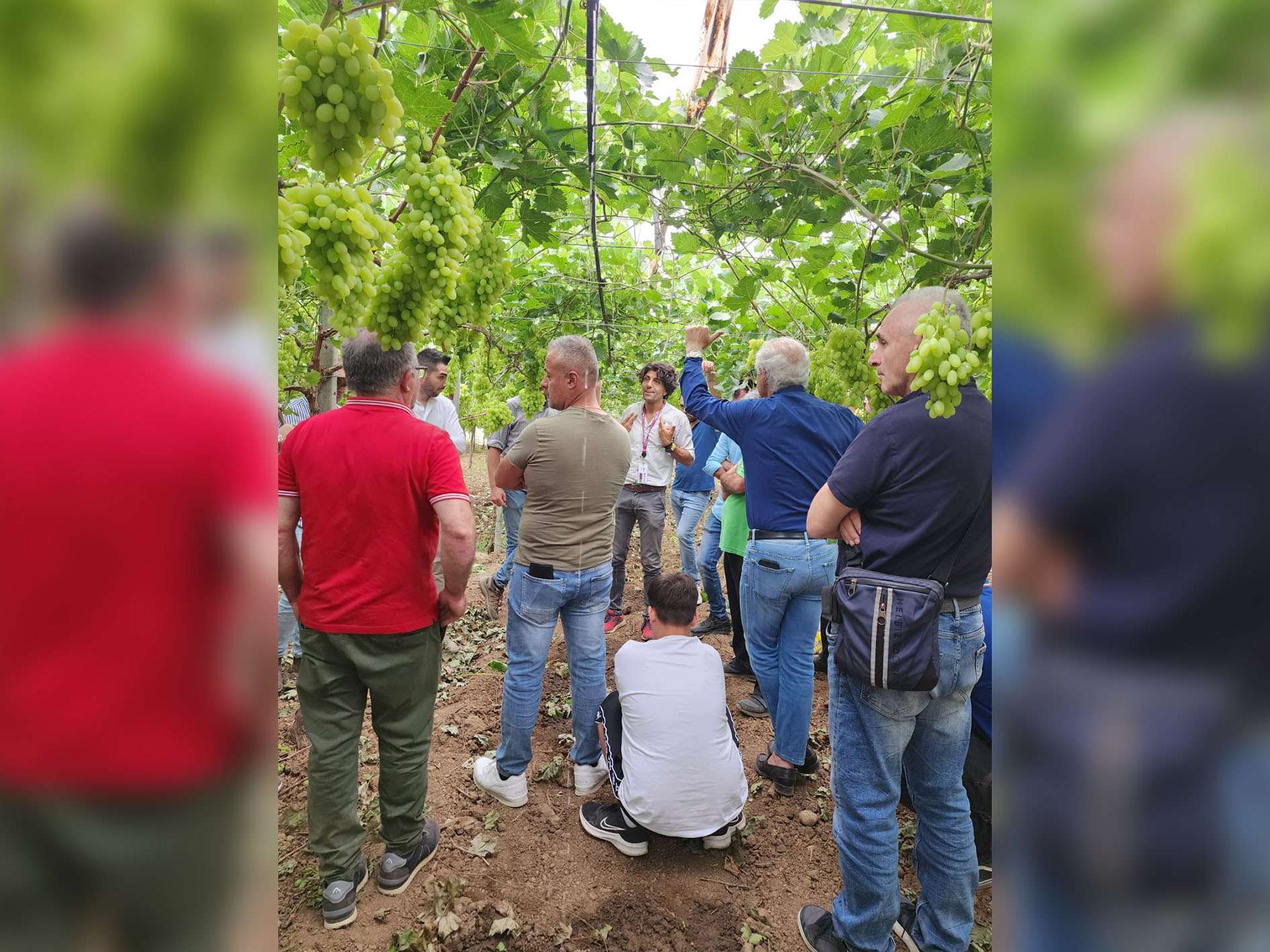 Grape Exhibition 2024 - local growers visiting ARRA Sugar Drop