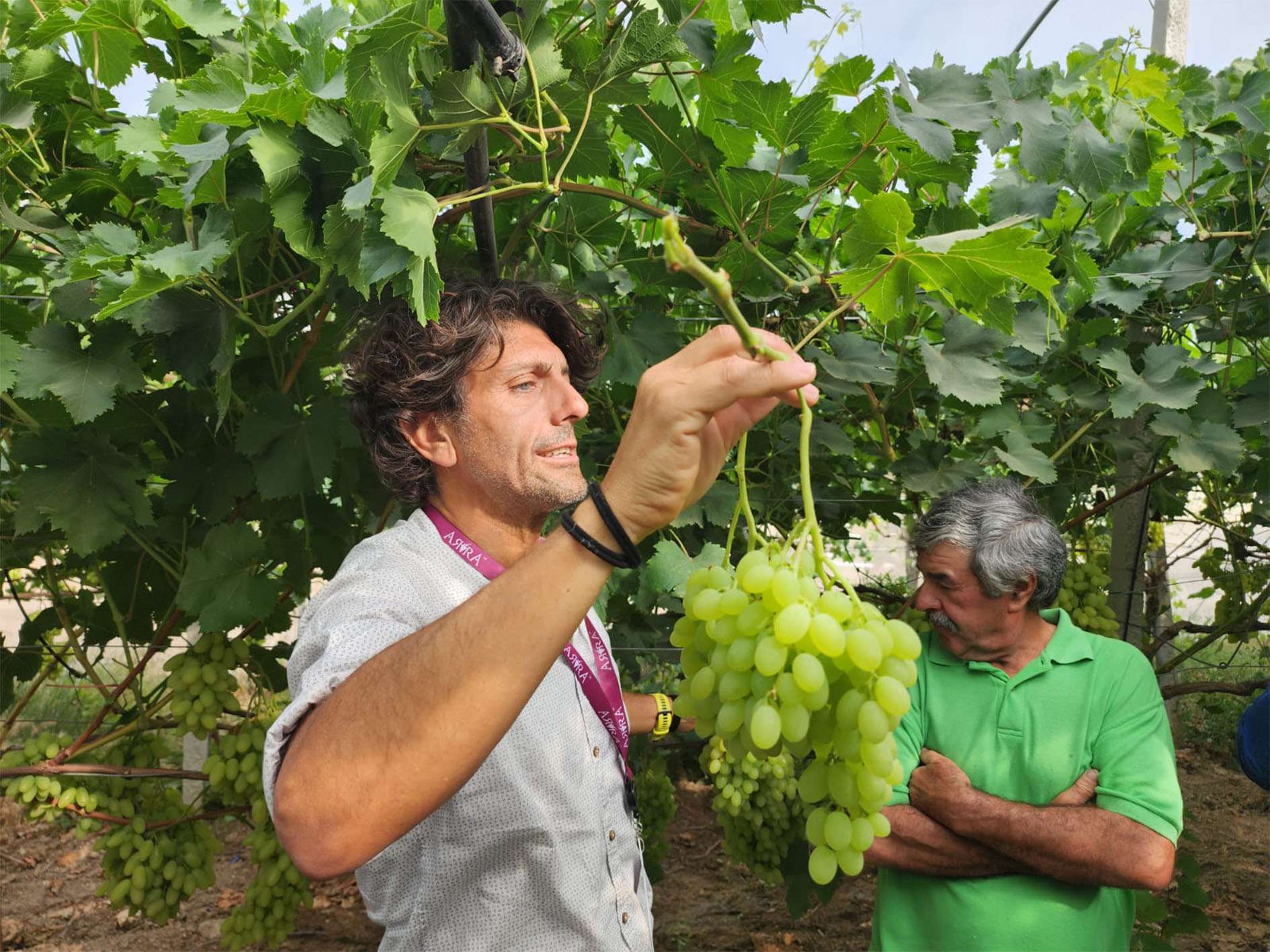 Grape Exhibition 2024 - local growers visiting ARRA Sugar Drop