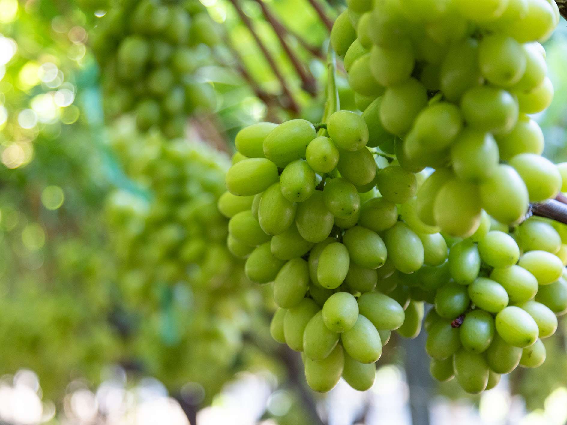 _0000s_0000s_0001_ARRA Honey Pop (11)