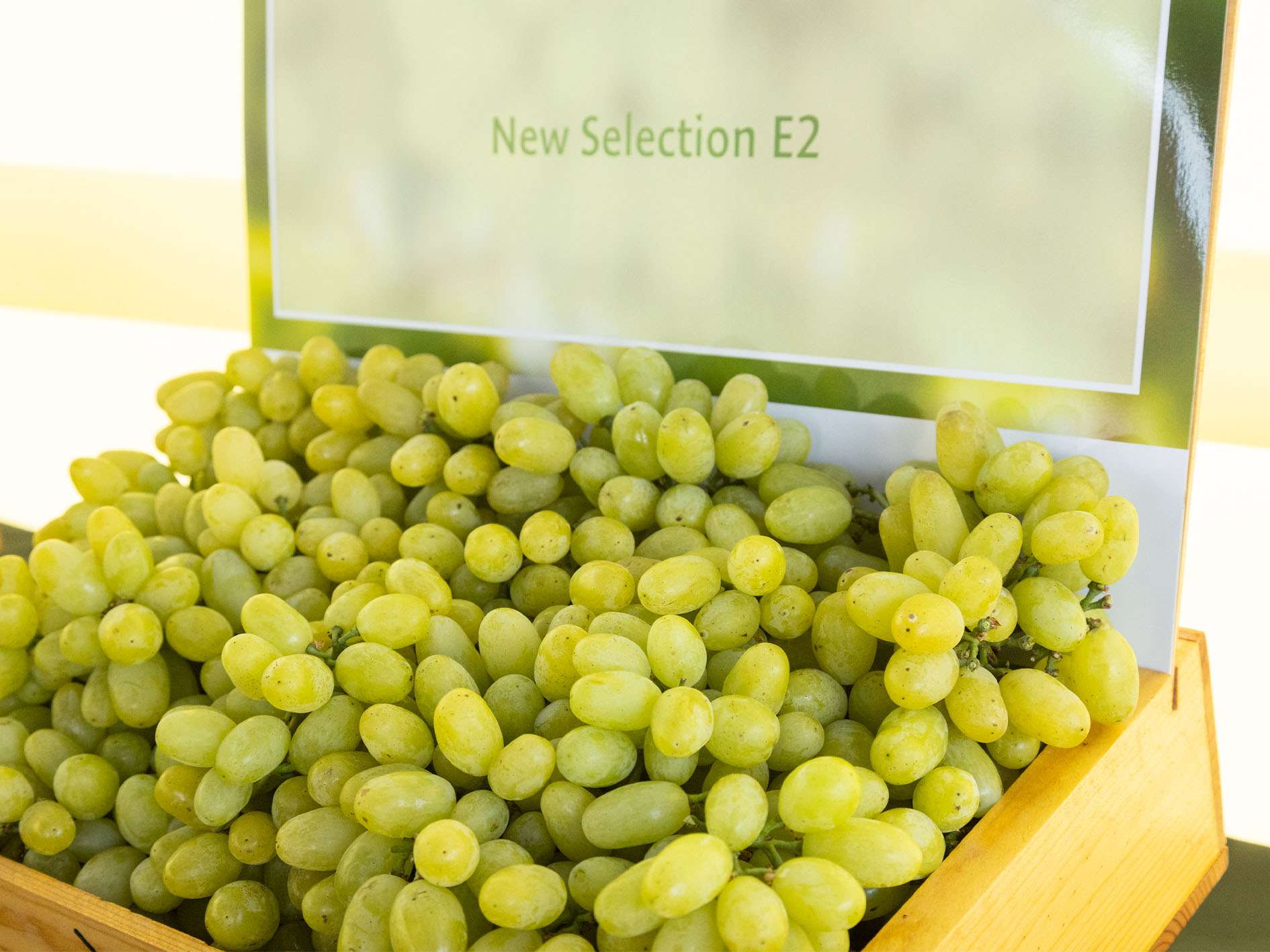 Super Early Varieties from Cold Storage