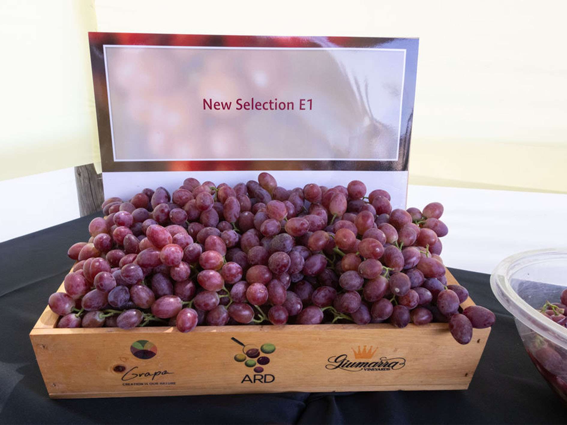 _0000s_0002s_0013_ARRA3_July2024-286