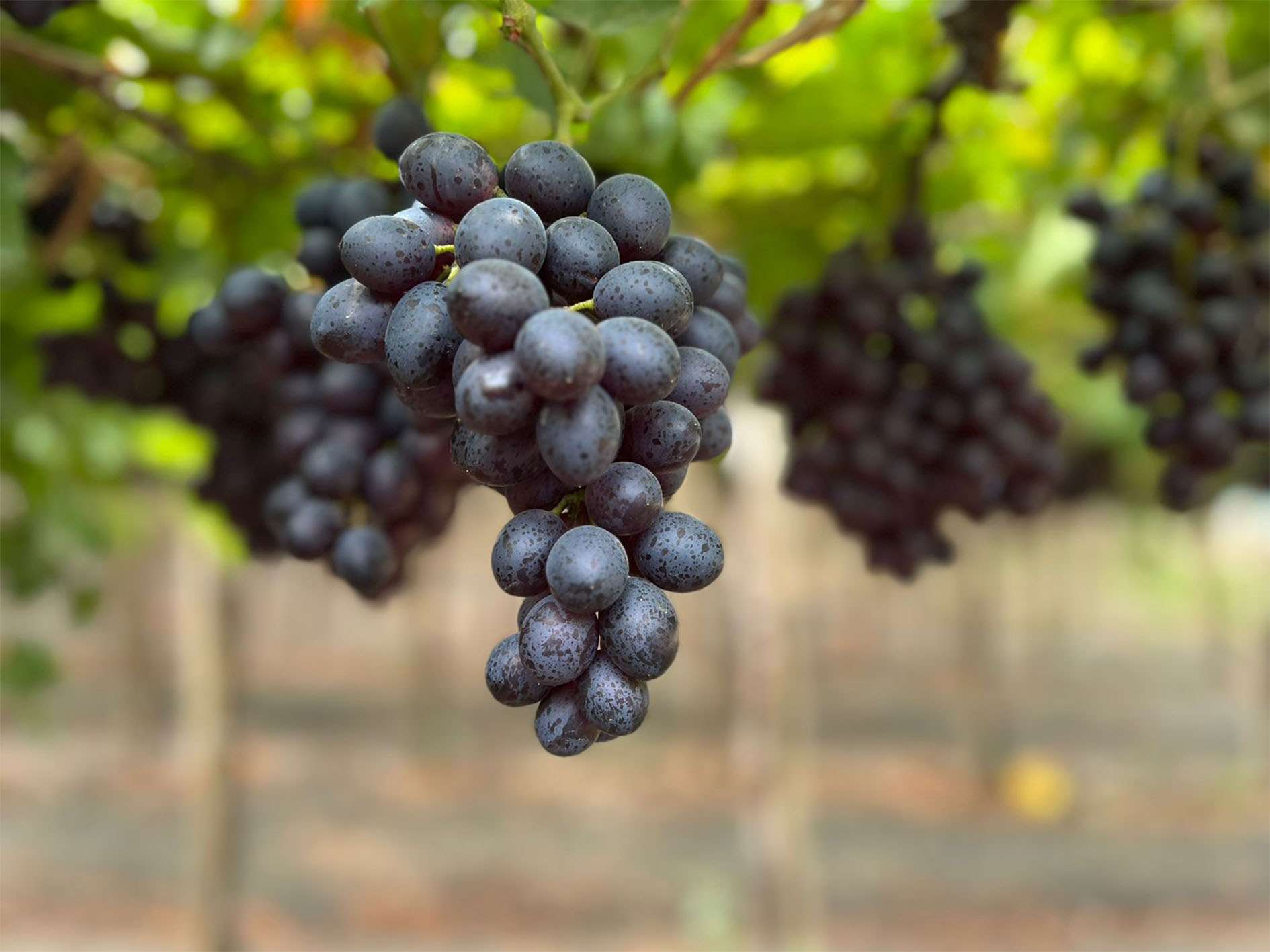 NL pic formatting_0000s_0000s_0002_ARRA 32 Agrícola Industrial Zapotillo (1)