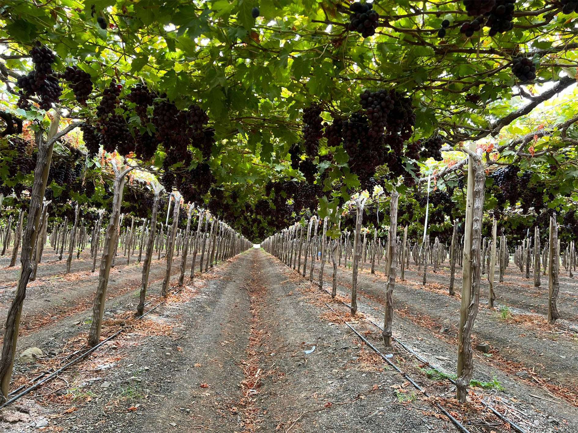 NL pic formatting_0000s_0000s_0004_ARRA 32 Agrícola Industrial Zapotillo (2)