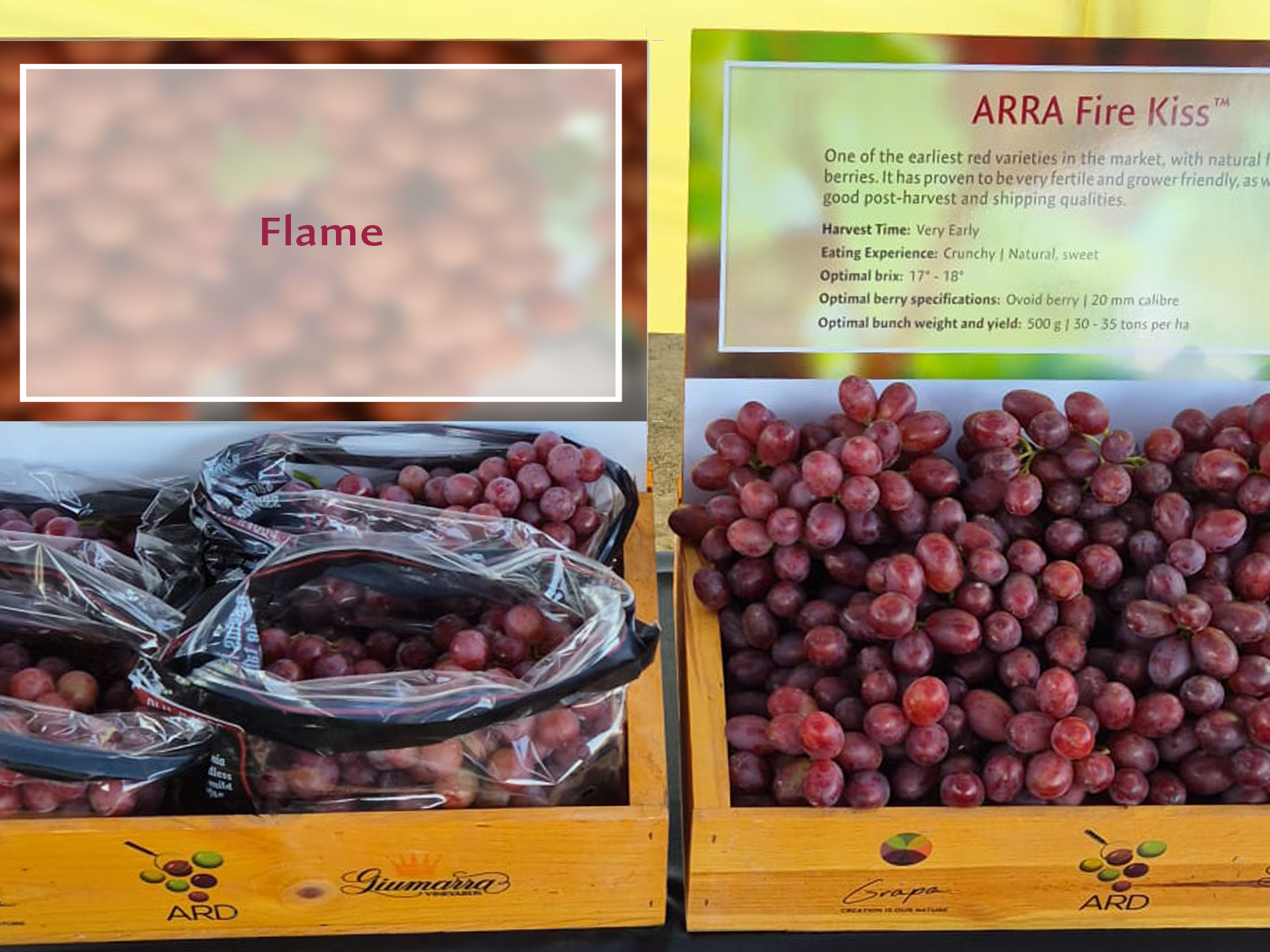 ARRA Fire Kiss and Flame