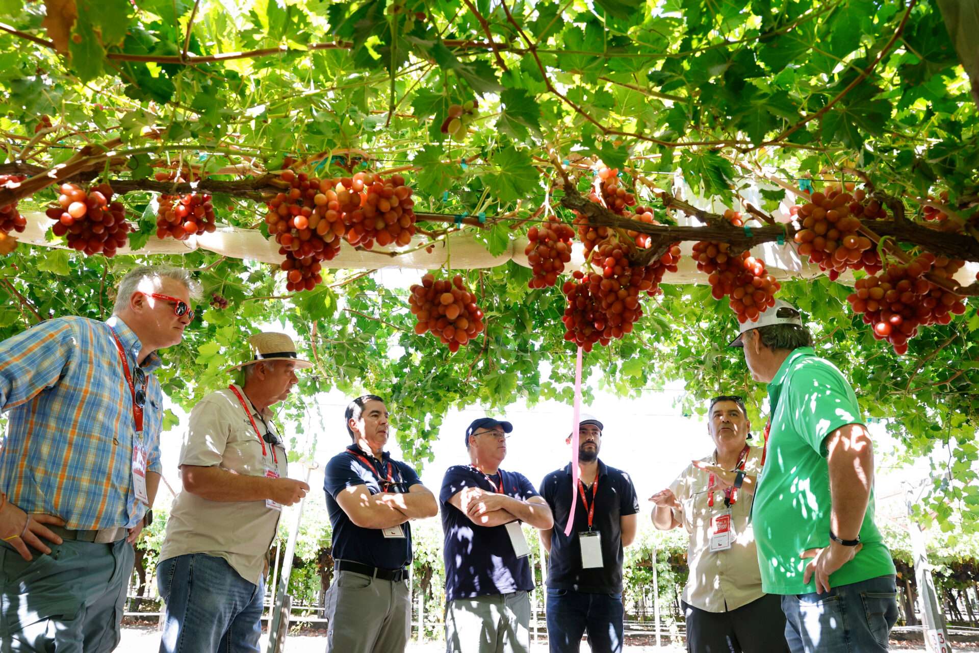 Field Days, August 2024
Bakersfield, California