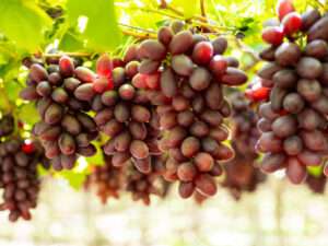 Close up of four red seedless grape bunches hanging in a well lit vineyard