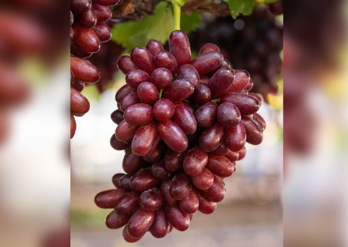 39 fmt_0005_Cherry Crush (3)