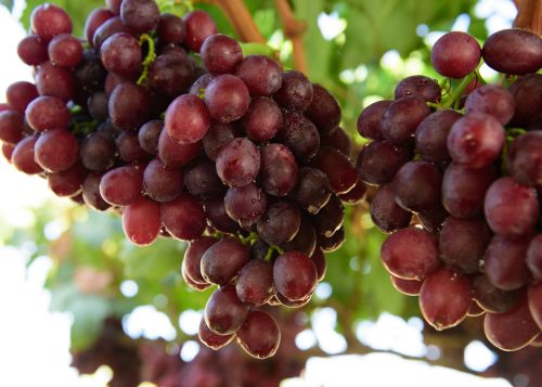 up close red grapes - ARRA 13