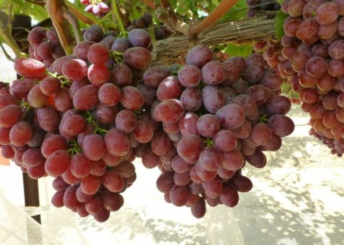 Variedades Rojas