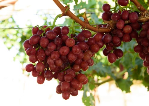 Variedades Rojas