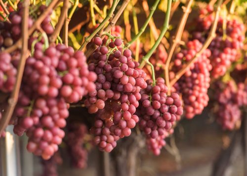 Vine of red grapes - ARRA 19