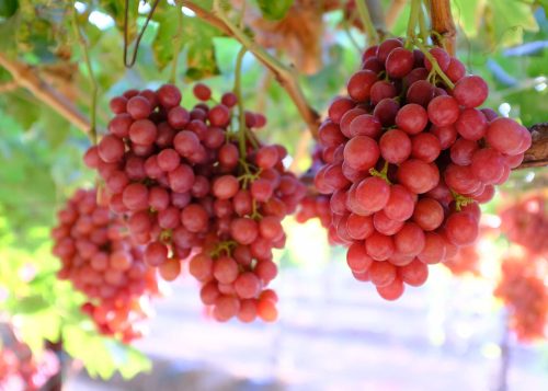 ARRA 19 red grapes
