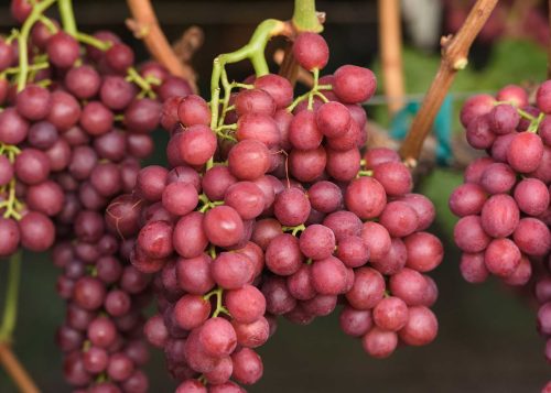 ARRA 19 red grapes